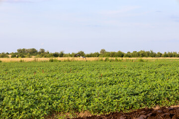 A wide green field under a summer sky, filled with tranquility. The shot conveys the harmony of...