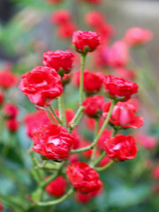 Branches with small, bright red flowers create an impression of tenderness and splendor. The soft focus emphasizes the beauty of the buds, conveying the lightness and elegance of summer blooms.