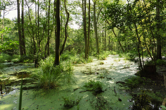 Idyllic Briese valley with its enchanting forests and views of the river Briese &ndash; hiking around Birkenwerder