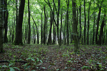 A forest path covered with leaves leads deep into a dense forest. This shot conveys an atmosphere of peace and mystery, inviting you for a walk in the shade of tall, green trees.