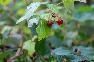 Rich red wild raspberry fruits look appetizing among the green leaves. This macro shot emphasizes the freshness of summer berries, their juicy texture, and natural attractiveness.