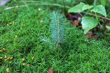 A small coniferous shoot sprouts among the dense, bright green moss, creating a sense of new life and natural harmony. The macro photography conveys the beauty and details of the forest microcosm.