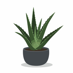 Vibrant Aloe Vera Plant in a Potted Home Decor
