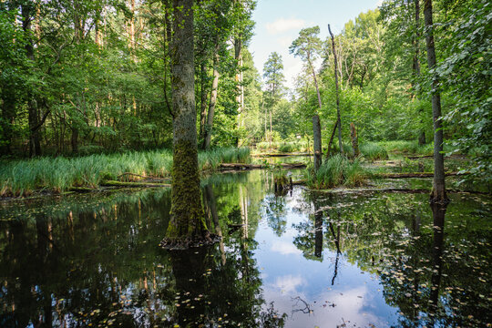 Idyllic Briese valley with its enchanting forests and views of the river Briese &ndash; hiking around Birkenwerder