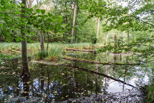 Idyllic Briese valley with its enchanting forests and views of the river Briese &ndash; hiking around Birkenwerder