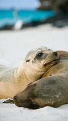 Fototapeta premium Two sea lions resting on a beach
