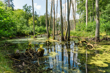 Idyllic Briese valley with its enchanting forests and views of the river Briese – hiking around Birkenwerder
