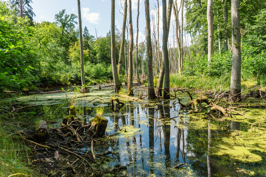Idyllic Briese valley with its enchanting forests and views of the river Briese &ndash; hiking around Birkenwerder