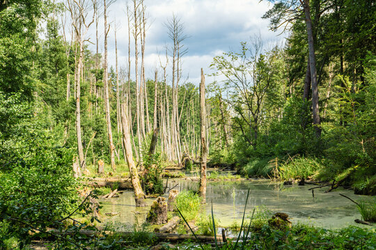 Idyllic Briese valley with its enchanting forests and views of the river Briese &ndash; hiking around Birkenwerder