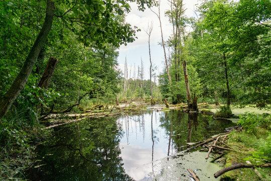 Idyllic Briese valley with its enchanting forests and views of the river Briese &ndash; hiking around Birkenwerder