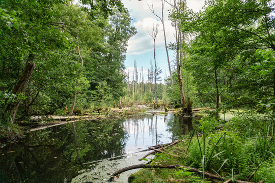Idyllic Briese valley with its enchanting forests and views of the river Briese &ndash; hiking around Birkenwerder