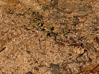 A detailed close-up of wood chips and sawdust