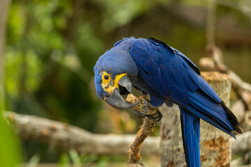 Blue and yellow macaw perched on branch