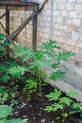 Papaya plant in a garden
