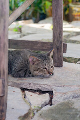 a sleeping male cat
