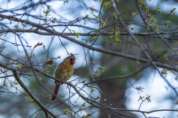  Bird perched on tree branch