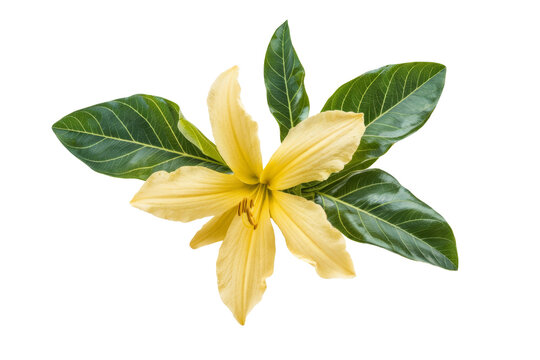 yellow solandra flower on white background