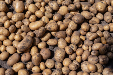 Organic potatoes covered in dirt after harvest, spread on the soil under the sun. High-resolution...