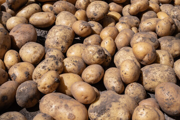 Organic potatoes covered in dirt after harvest, spread on the soil under the sun. High-resolution...
