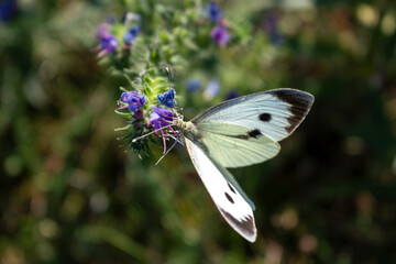 Cabbage white butterfly collecting pollen, pieris brassicae, lepidoptera
