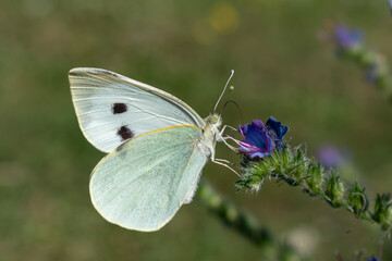 Cabbage white butterfly collecting pollen, pieris brassicae, lepidoptera