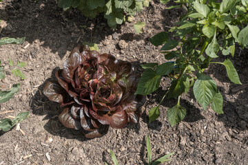 Frischer roter Salat im Garten