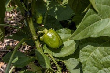 Frische grüne Paprika im Garten