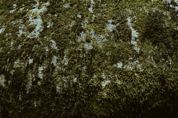 lichen on rock