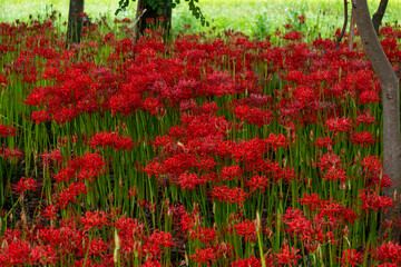 満開の赤い彼岸花の群生