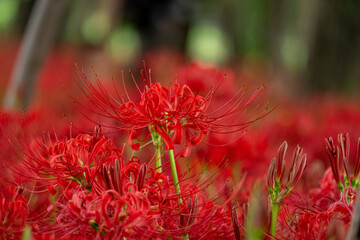 咲き誇る彼岸花のクローズアップ