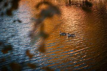 Two ducks swimming on a lake in autumn with leaves out of focus in the foreground