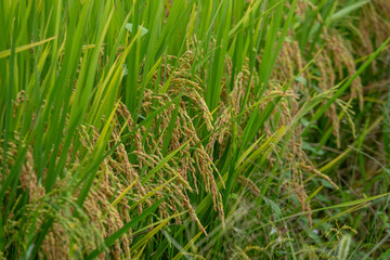 黄金色に実る稲穂