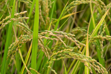 実り始めた稲穂