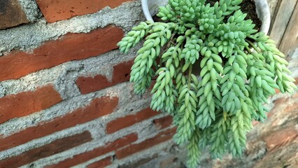 Lush Burro's Tail Succulent (Sedum morganianum): Close-Up of Green Trailing Stems and Thick Leaves,...