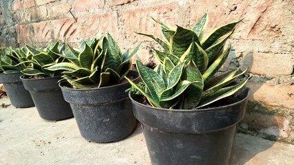 Mother-in-Law's Tongue (Dracaena trifasciata): A Top Choice for Indoor Greenery, Air Purification, and Modern Aesthetics