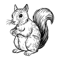 A detailed illustration of a cute squirrel standing upright. The squirrel has a bushy tail and is holding a nut in its paws. It features large eyes and a furry body.