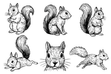 A collection of six hand-drawn illustrations of squirrels in various poses. The drawings showcase their distinct features and playful nature.