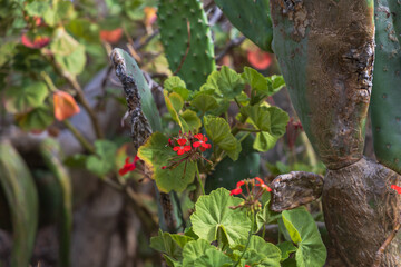 Plants, flowers, cacti in the protected reserve of Caldera de Bandama in Gran Canaria, Spain