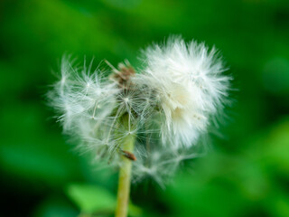Fluffy dandelion seed head symbolizing fragility and airiness