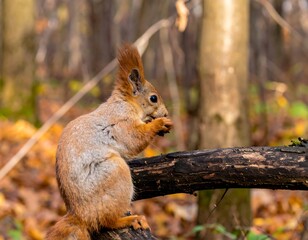 Fototapeta premium Red squirrel eating nut on branch in autumn forest