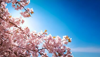  Branches of blossoming cherry macro with soft focus on gentle light blue sky background in s.jpg