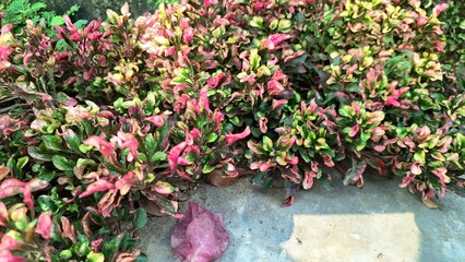 Natural Background of Alternanthera Plant with Vibrant Multicolor Leaves, Ideal for Wallpaper or Eco-Friendly Themes