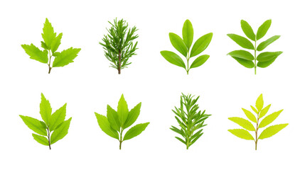 Collection of various green leaves showcasing different shapes and sizes, perfect for nature themed designs or backgrounds. vibrant colors evoke sense of freshness and vitality