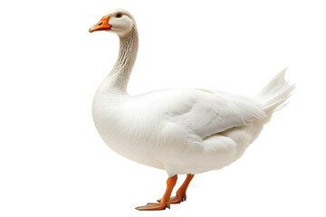 White goose standing profile view isolated on transparent background. White domestic goose isolated on white background.