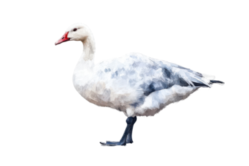 White goose standing on one leg isolated on transparent background. White domestic goose isolated on white background.