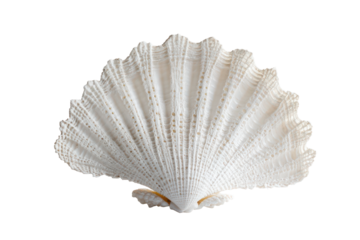 White scallop shell isolated on transparent background. White elegant sea jacobean scallop shell isolated on white background.