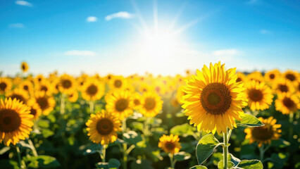 Fototapeta premium Bright yellow sunflowers in a field under a clear blue sky with the sun shining brightly on a summer day