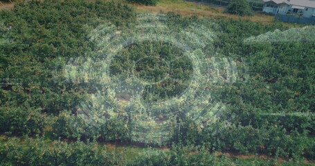 Hovering translucent interface overlay mapping orchard canopy, with fruit trees and grass pathways
