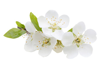 Delicate white apple blossoms with green leaves isolated on transparent background. White flower isolated on white background.