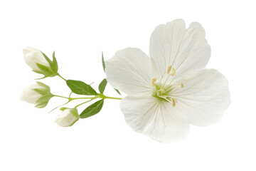 Delicate white jasmine flower and buds isolated on transparent background. White flower isolated on white background.